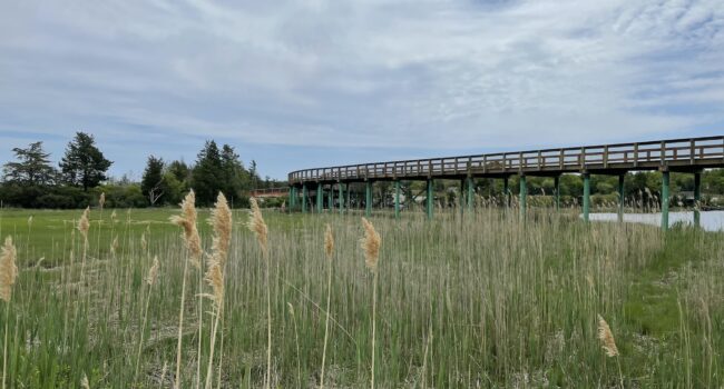 Boardwalk Bike path raised on pilings stands above the marsh and river.